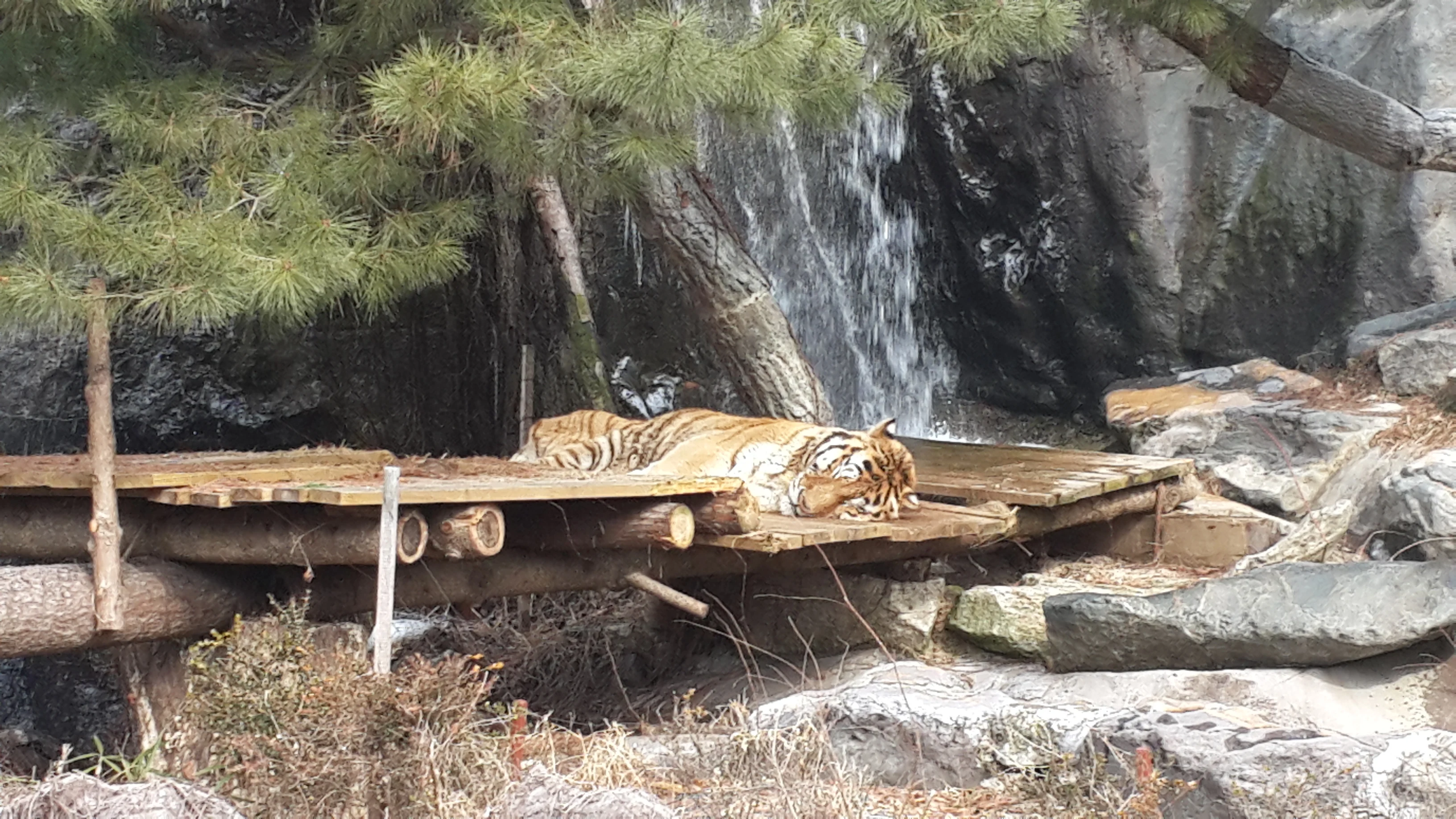 エバーランド Safari World 動物体験エリア