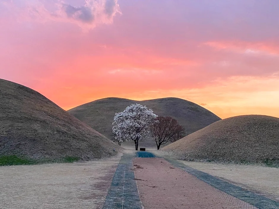 夕空の下、大陵苑の古墳の間に咲く花木
