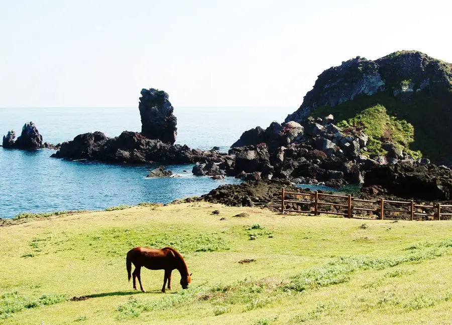 ソプチコジの海岸岩と草地で草を食べる済州馬